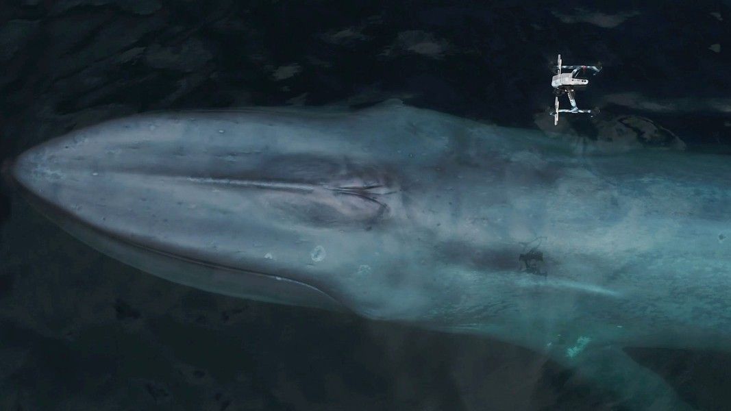 Fotky, které se jen tak nevidí: Drony sbírají na moři hlen velryb